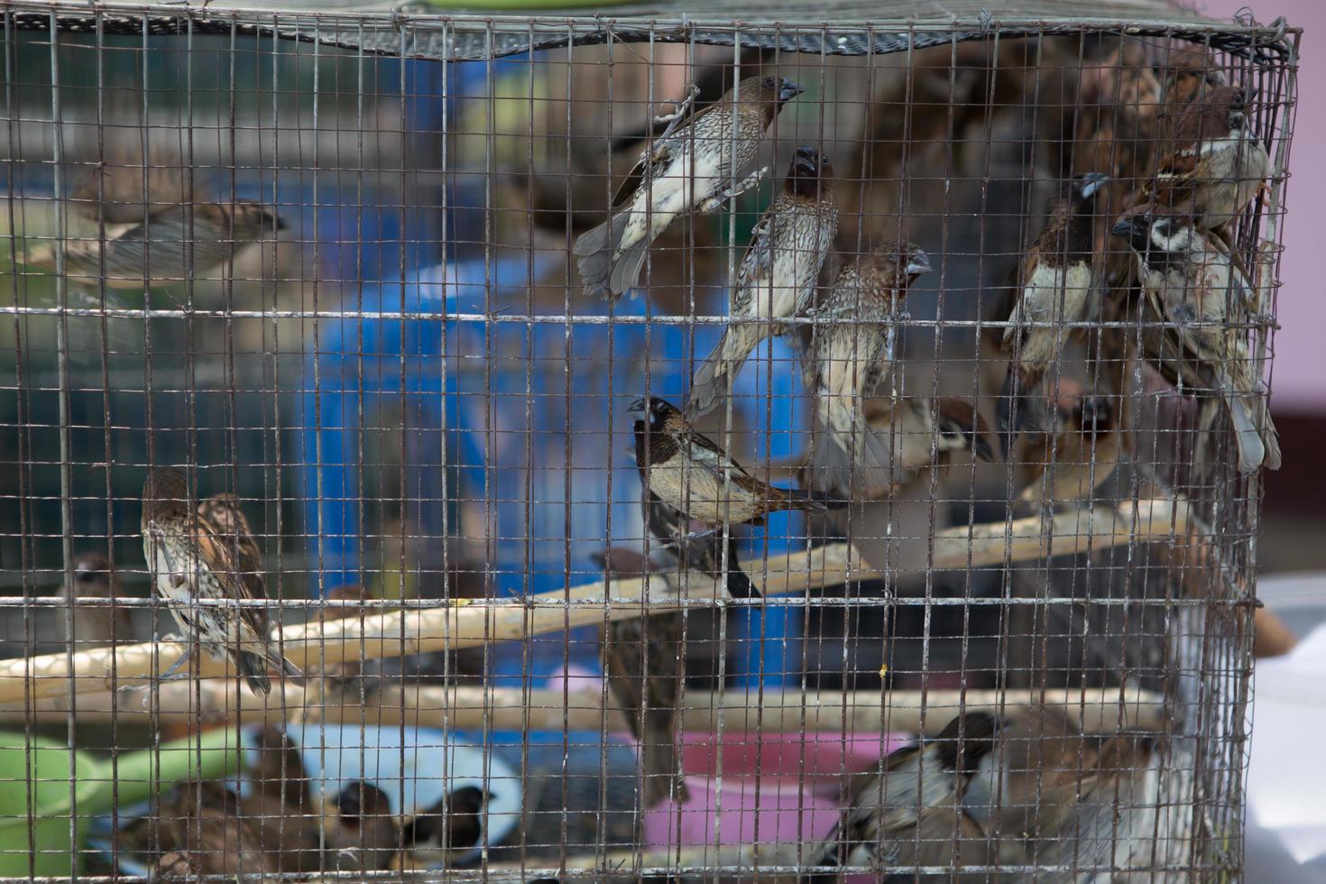 Birds in cage 9566391 Stock Photo at Vecteezy