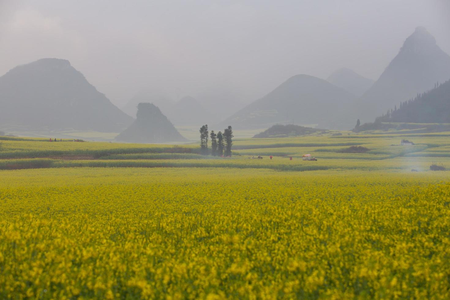 Yellow rapeseed flower field with the mist in Luoping, China photo