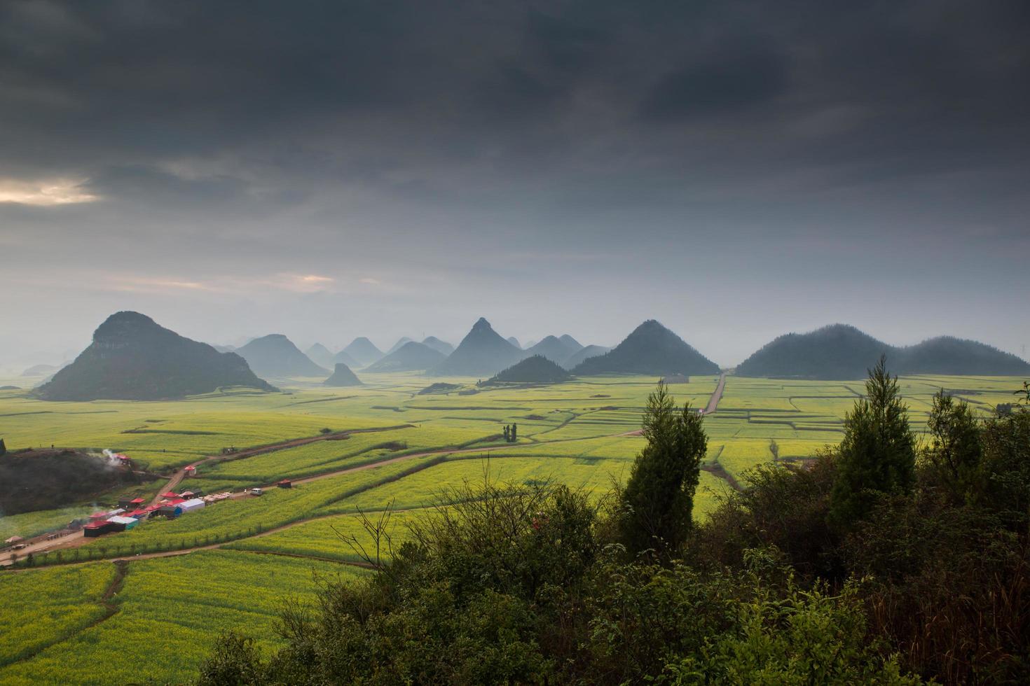 Yellow rapeseed flower field with the mist in Luoping, China photo