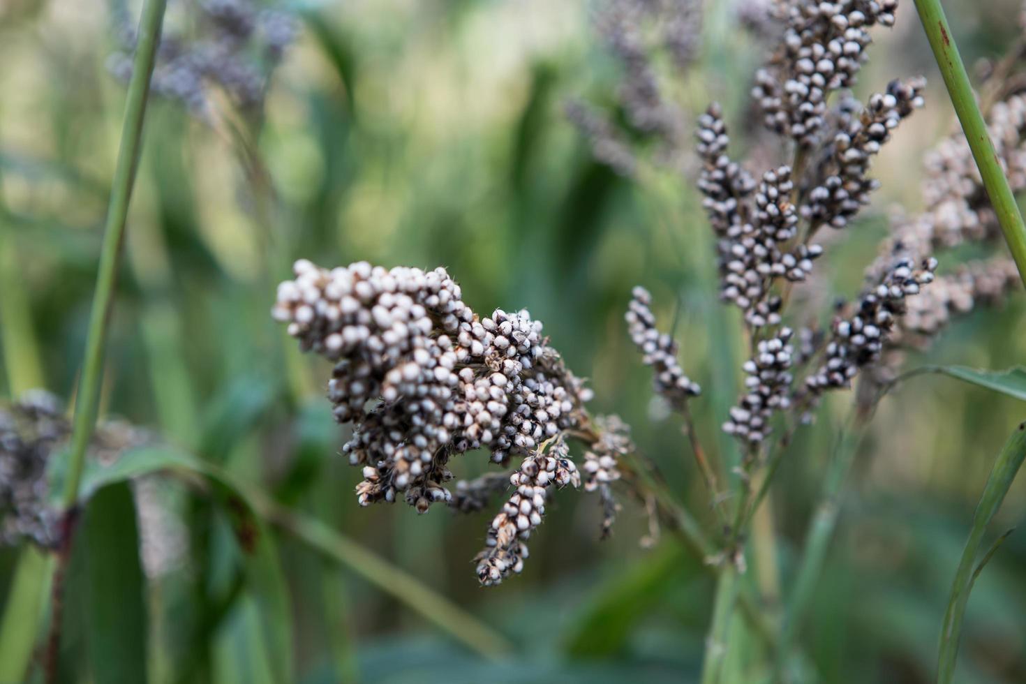 field of sorghum in the morning photo