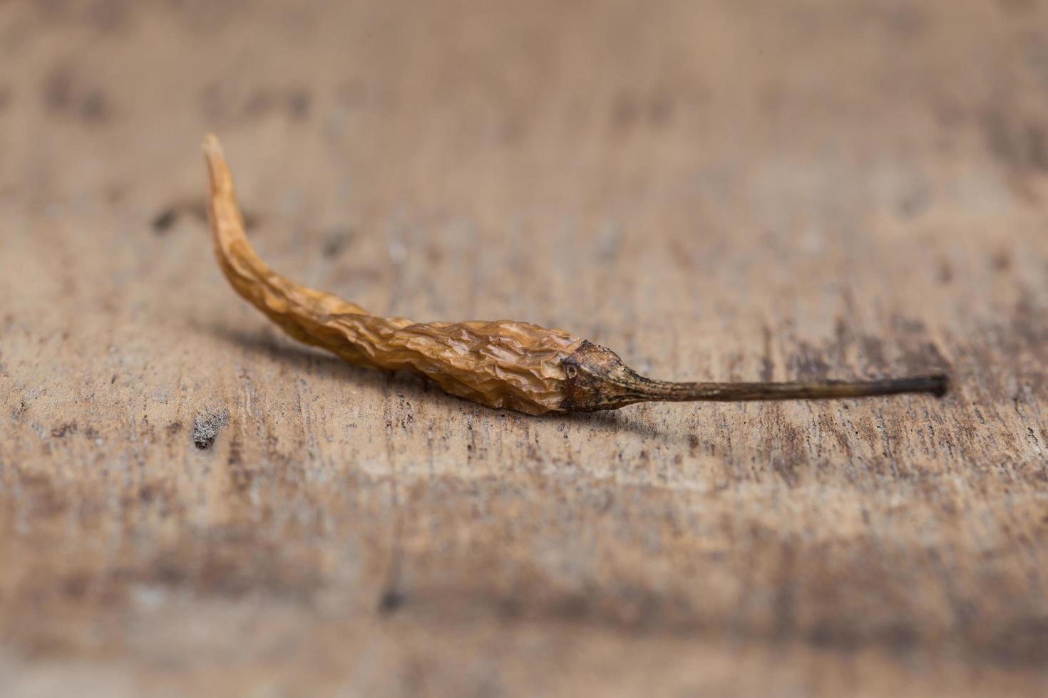 Closeup of the dried chili on the wood photo