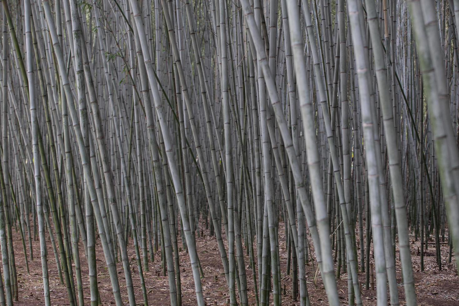 Lush, exotic, fresh green bamboo jungle background photo