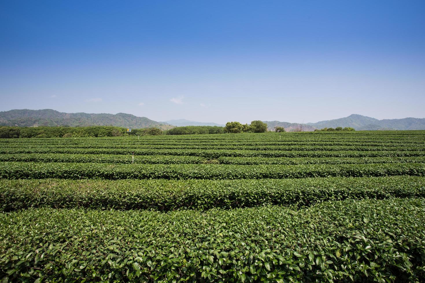 green tea plantations in mountain photo