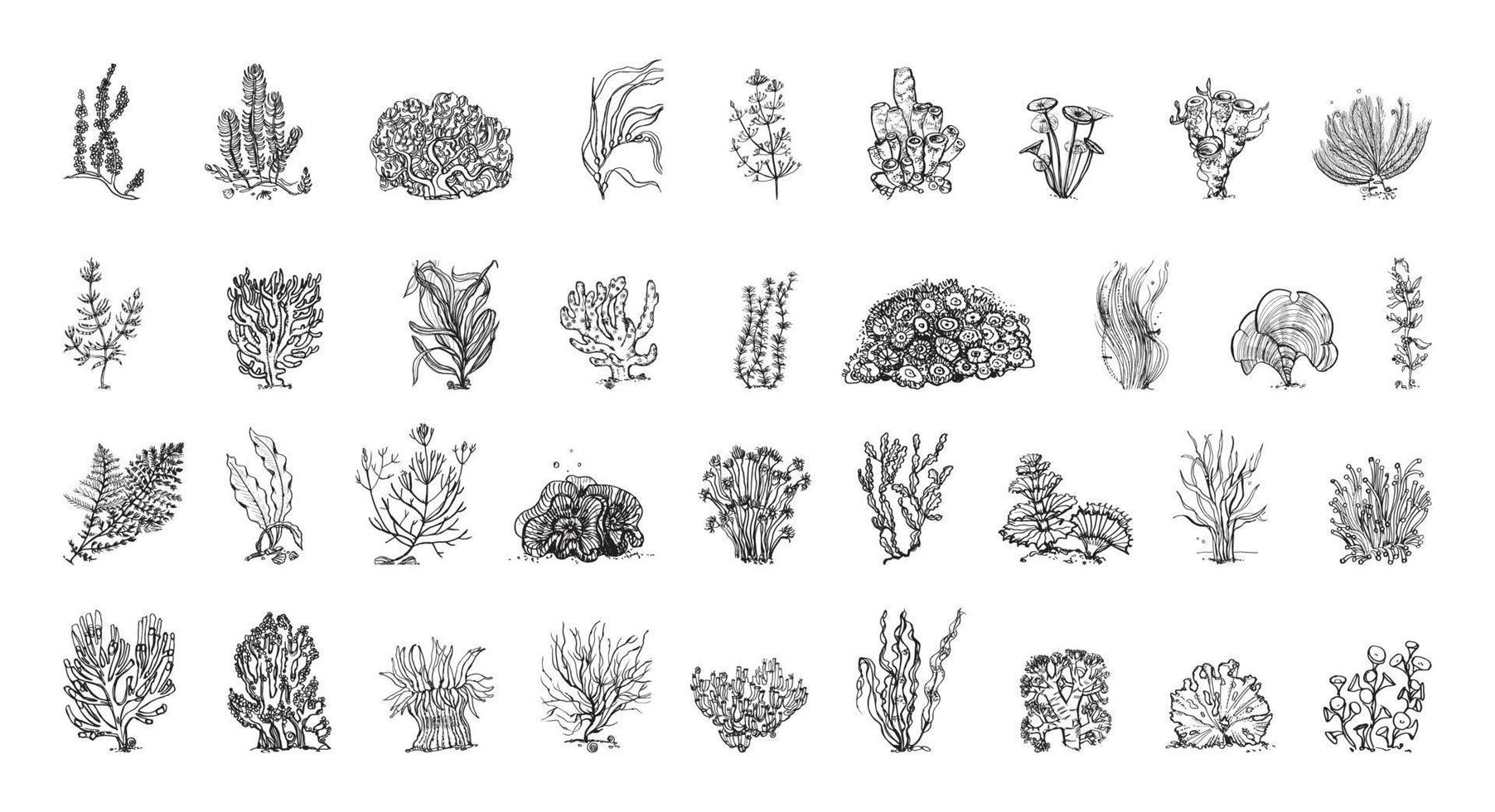 Algae Illustrations in Art Ink Style vector