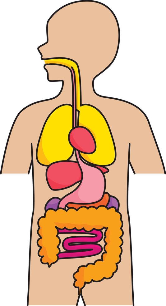 organos internos del cuerpo humano vector