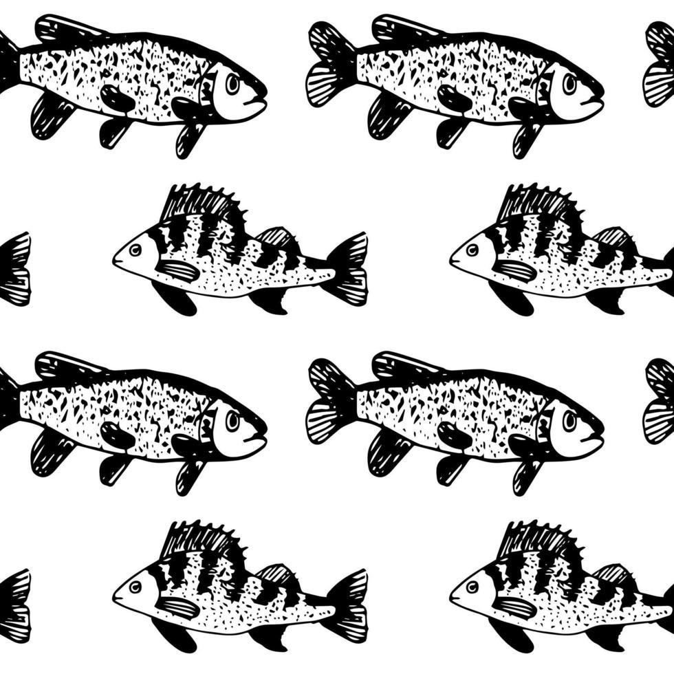 patrón vectorial sin costuras de peces ruff sobre un fondo blanco. un garabato dibujado a mano. pescado de río y pesca. para diseño de álbumes, papel, impresión de telas, para niños. vector