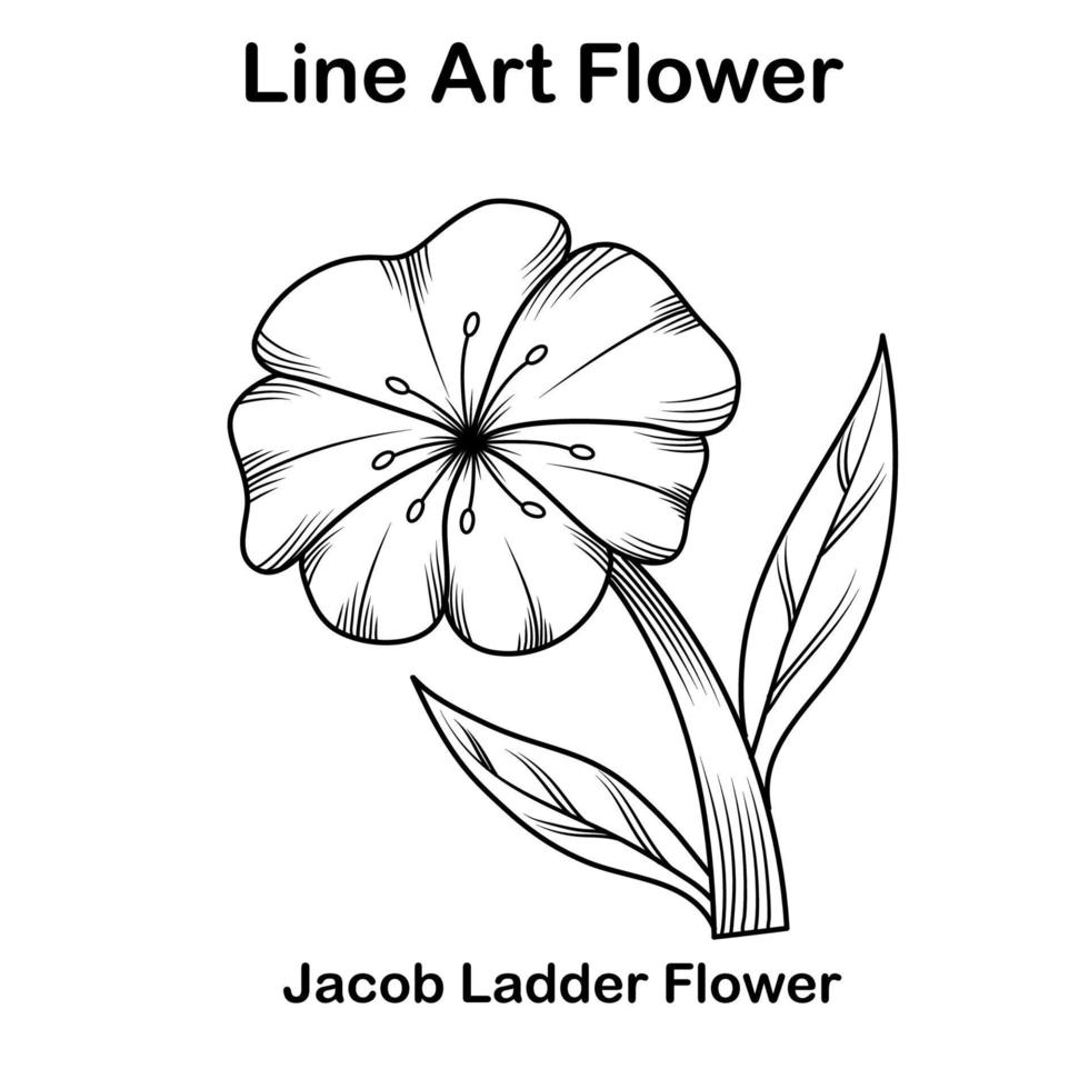 Sketch or line art Jacob ladder flower vector