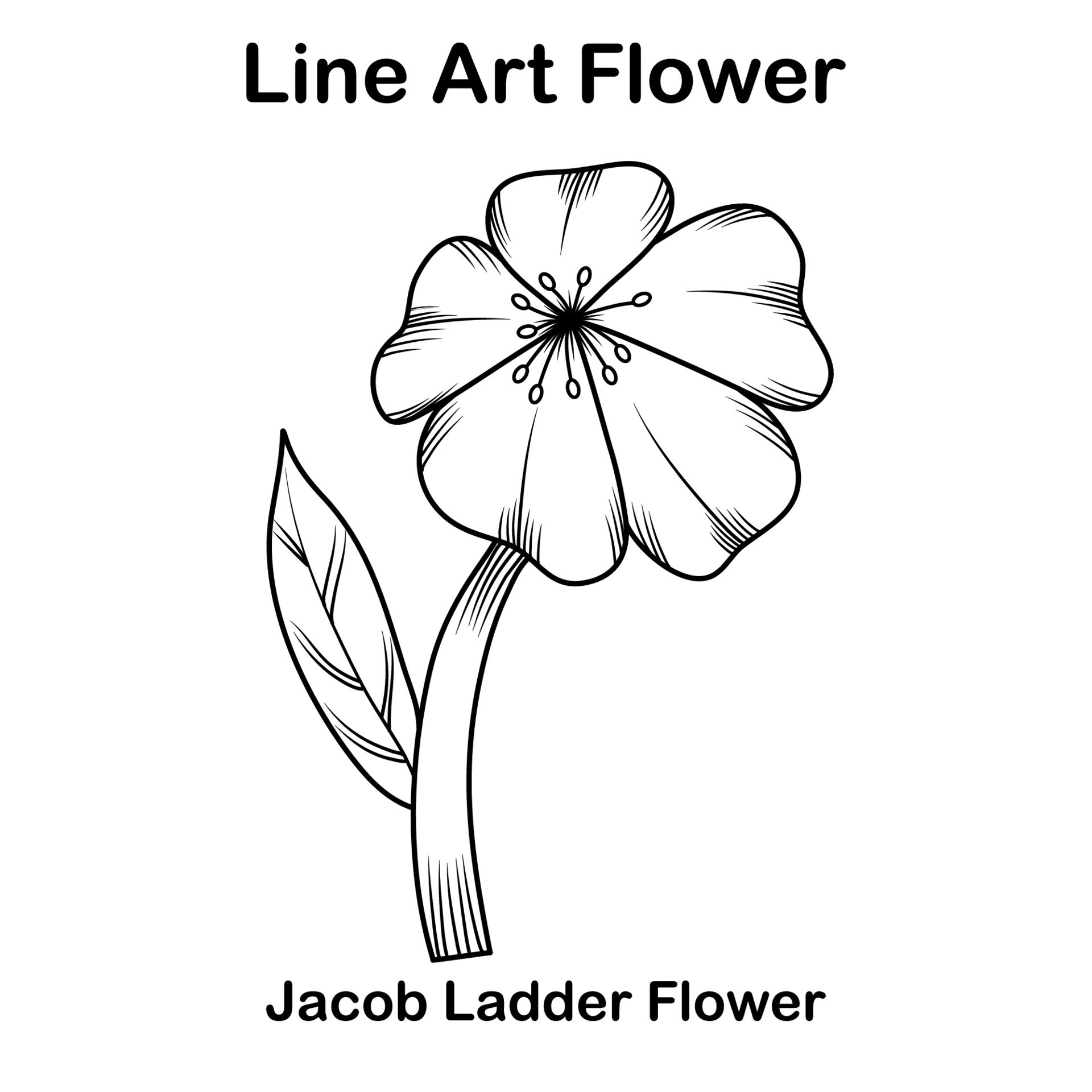 Sketch or line art Jacob ladder flower 9567563 Vector Art at Vecteezy