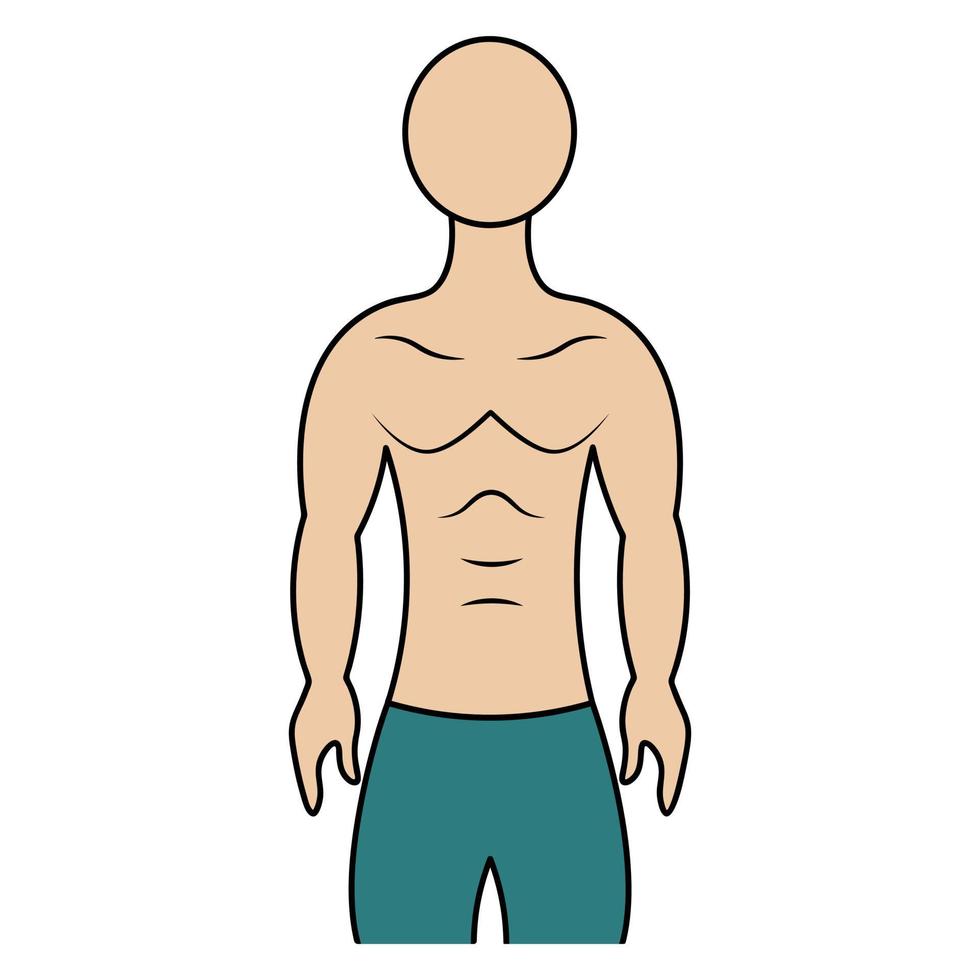 Muscular torso of a man. Color vector illustration. Athletic body of a young man. Unknown person. Isolated background. Cartoon style. Idea for web design