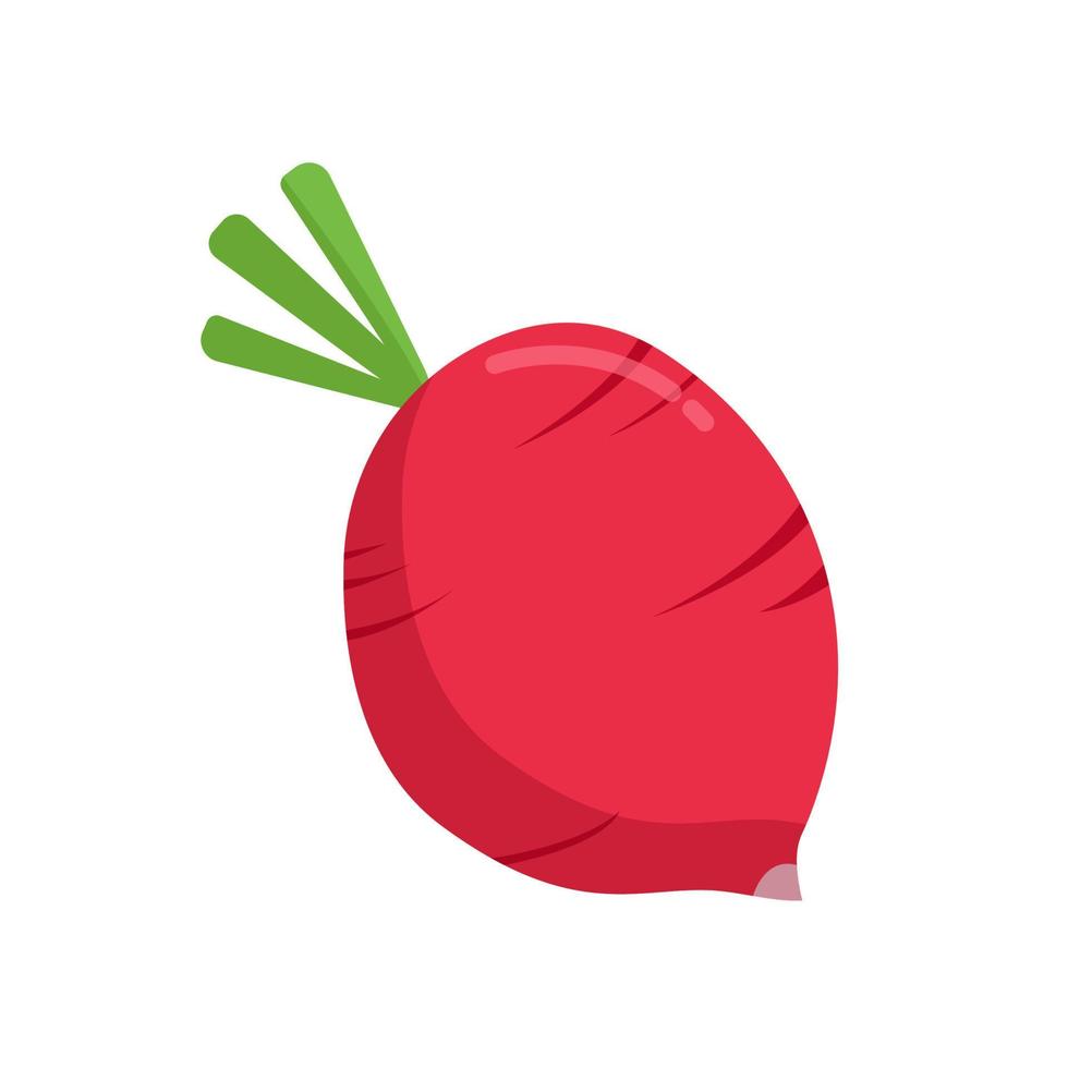 radish Illustration isolated on white background. vector