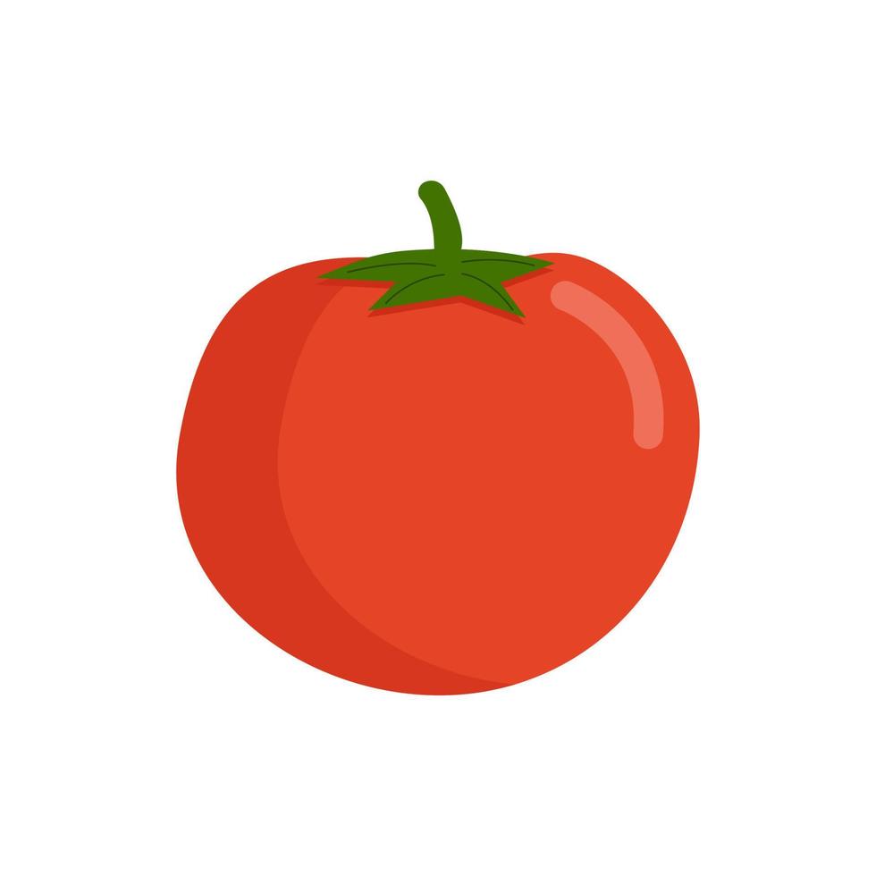 Ilustración de tomate aislado sobre fondo blanco. vector