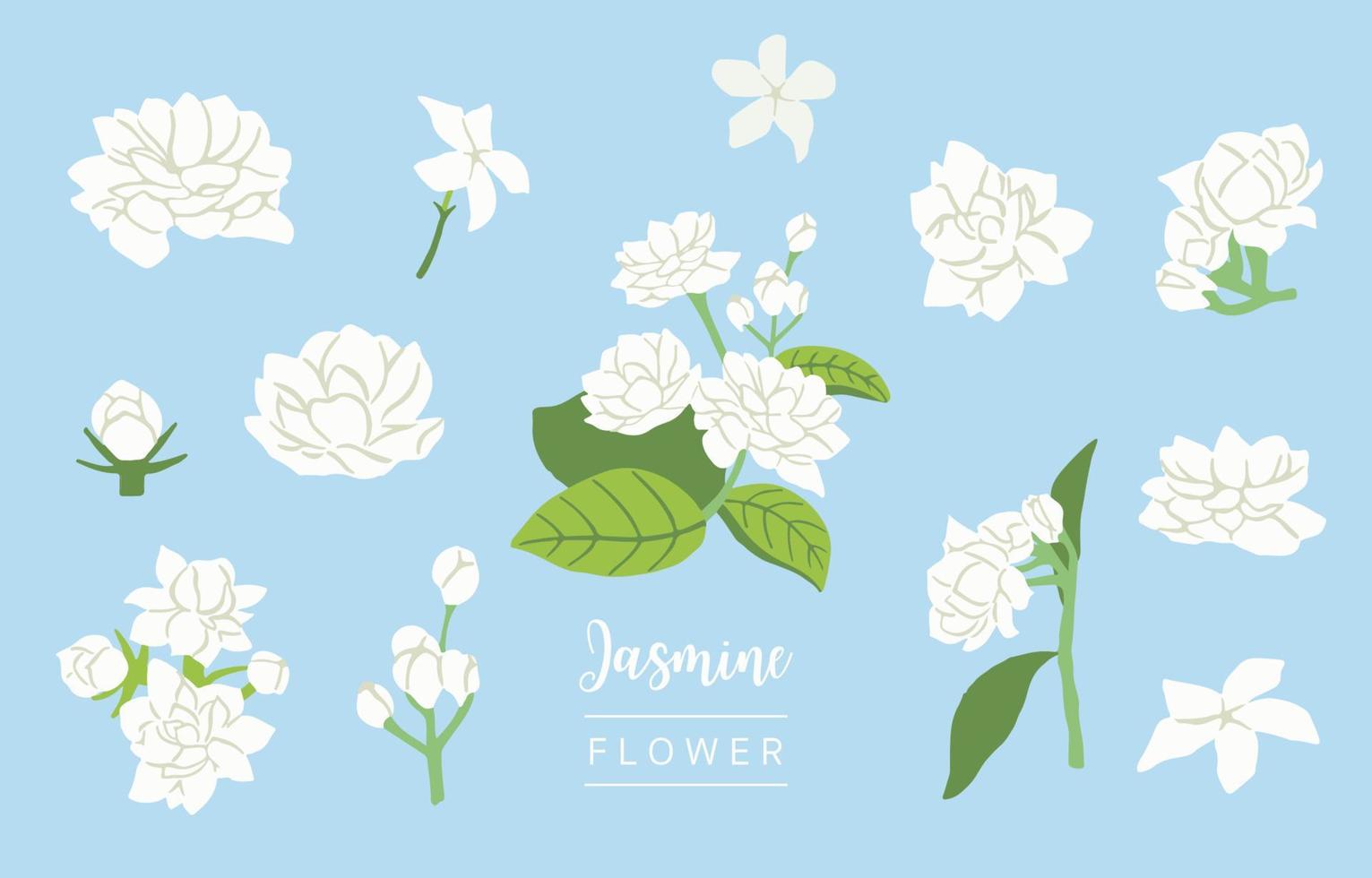 white jasmine object on blue background vector