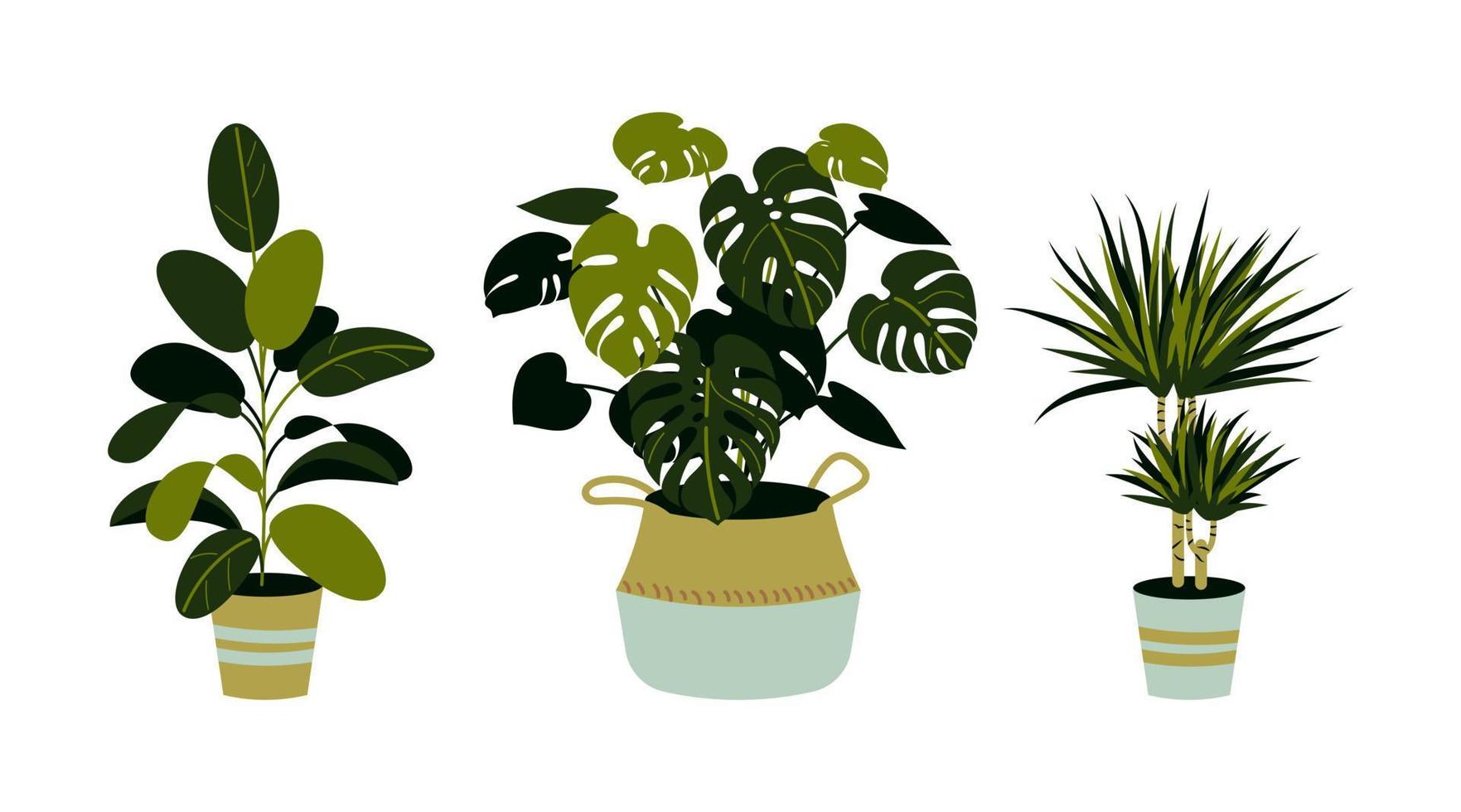 conjunto de plantas caseras, incluyendo ficus, monstera, dracaena aislado en blanco. plantas caseras en macetas. elementos de diseño de interiores. vector
