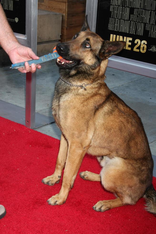 LOS ANGELES, JUN 23 - Jagger at the Max  Premiere at the Egyptian Theater on June 23, 2015 in Los Angeles, CA photo