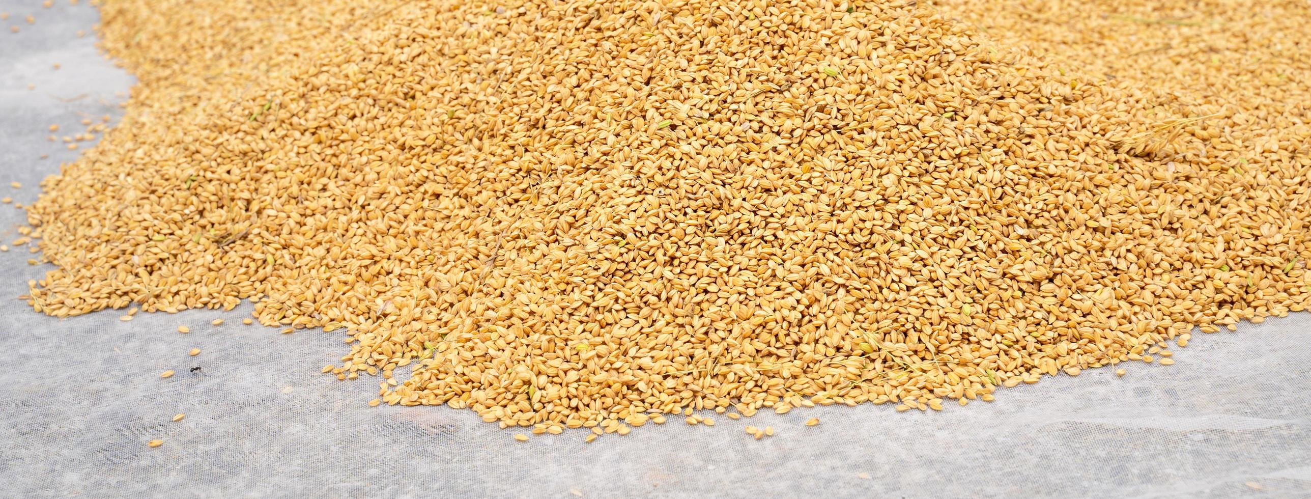 Raw rice crop exposured with sunlight on a white cotton cloth outside the procedure factory before polishing process, close up, real life, lifestyle. photo