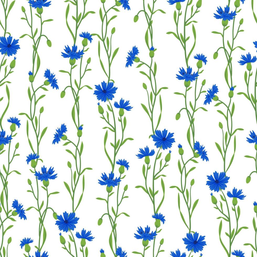 Cornflower field vector seamless pattern. Summer wild meadow flower, honey plant texture. Knapweed blue background. Centaurea botanical floral design for textile, fabric, wrapping
