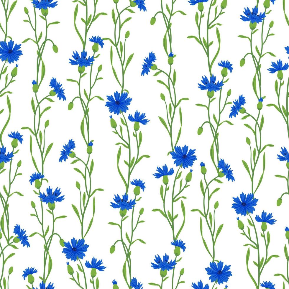 patrón transparente de vector de campo de aciano. flor de pradera silvestre de verano, textura de planta de miel. fondo azul mala hierba. diseño floral botánico de centaurea para textiles, telas, envolturas