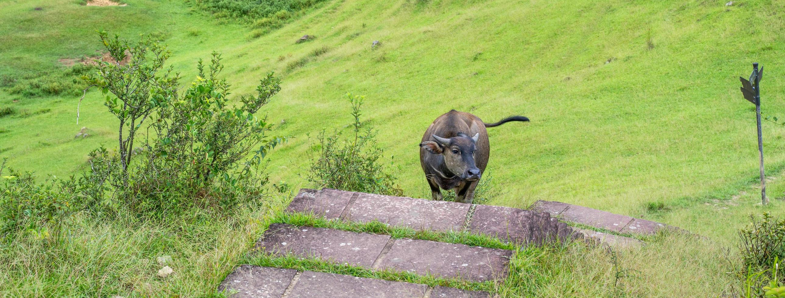 Beautiful Taiwan water buffalo walking on a stone stair steps in grassland, prairie in Taoyuan Valley, Caoling Mountain Trail over Mt. Wankengtou. photo