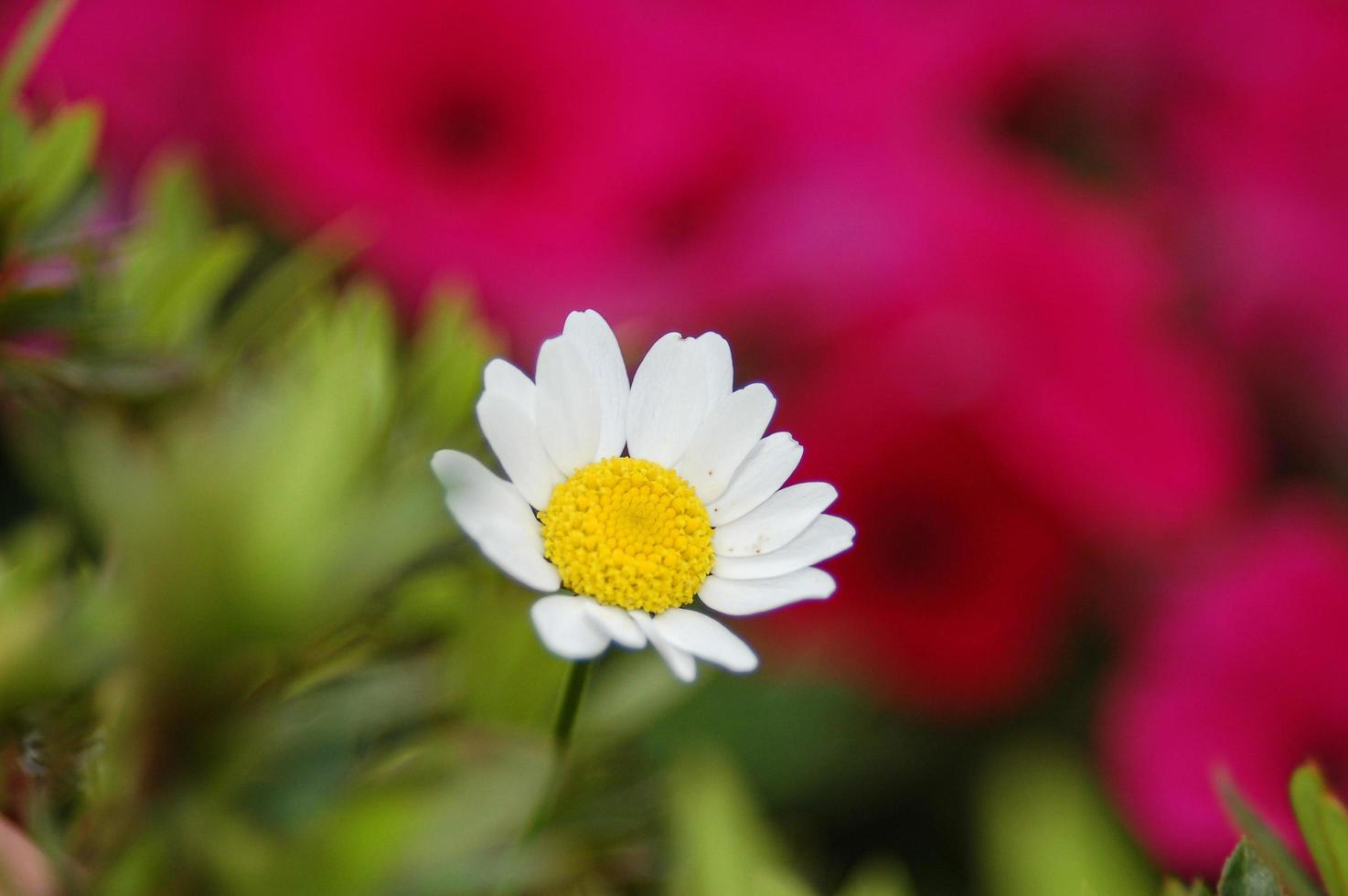 Marguerite Daisy Flower On Red And Green Background photo