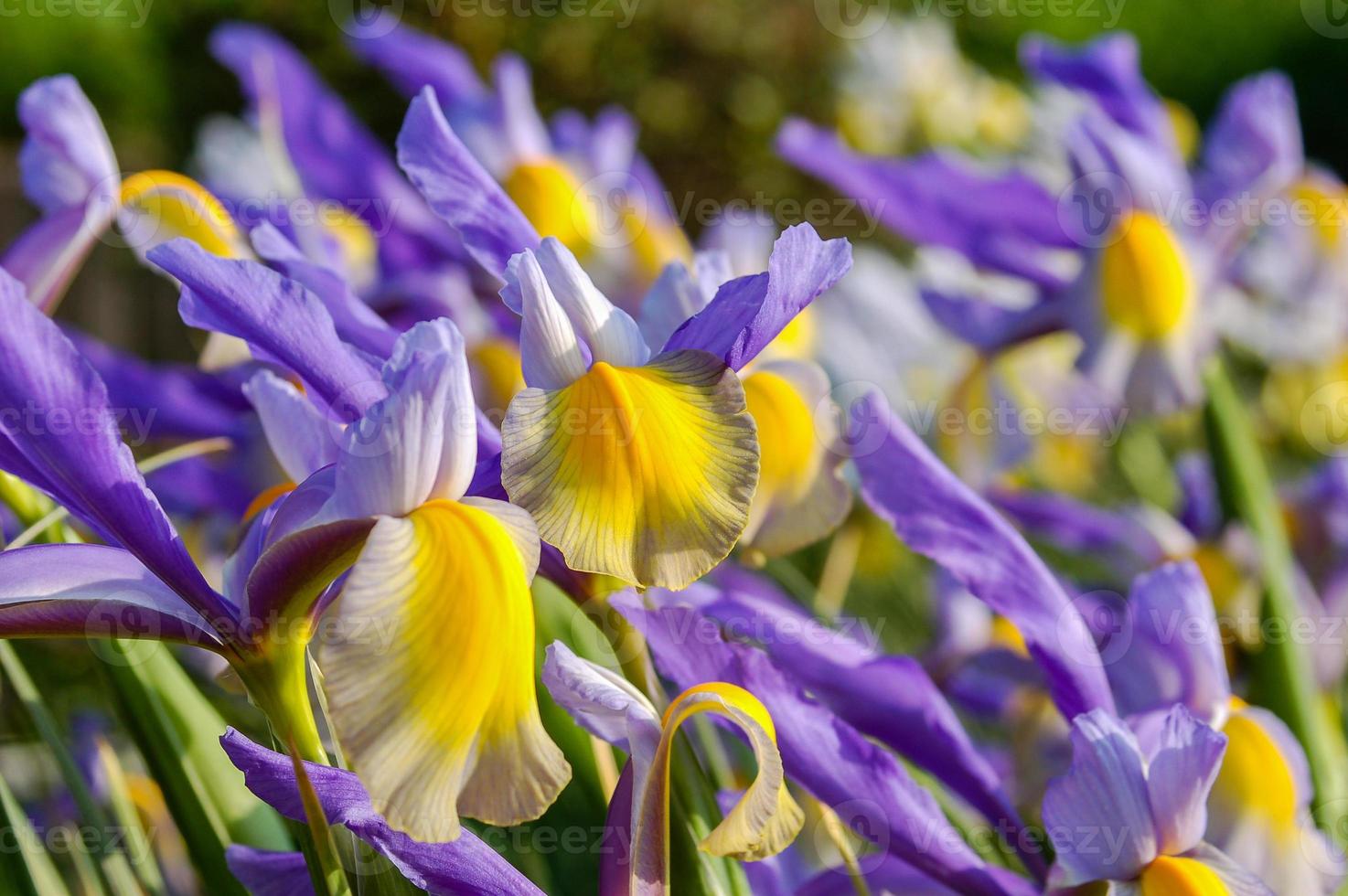 Purple Iris Flower photo