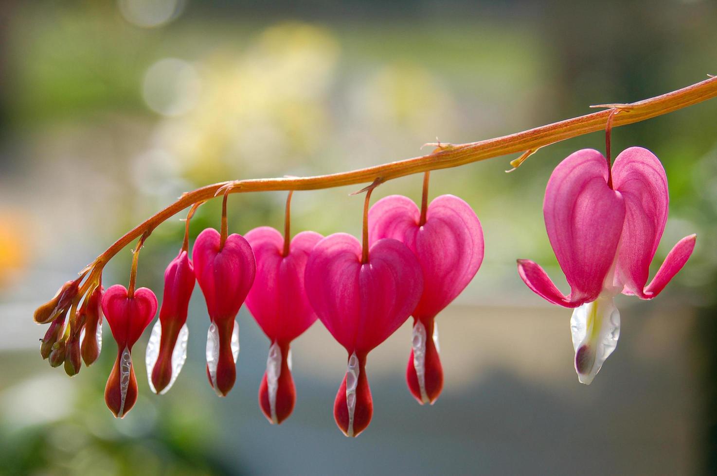 Bleeding Heart Stock Photos, Images and Backgrounds for Free Download