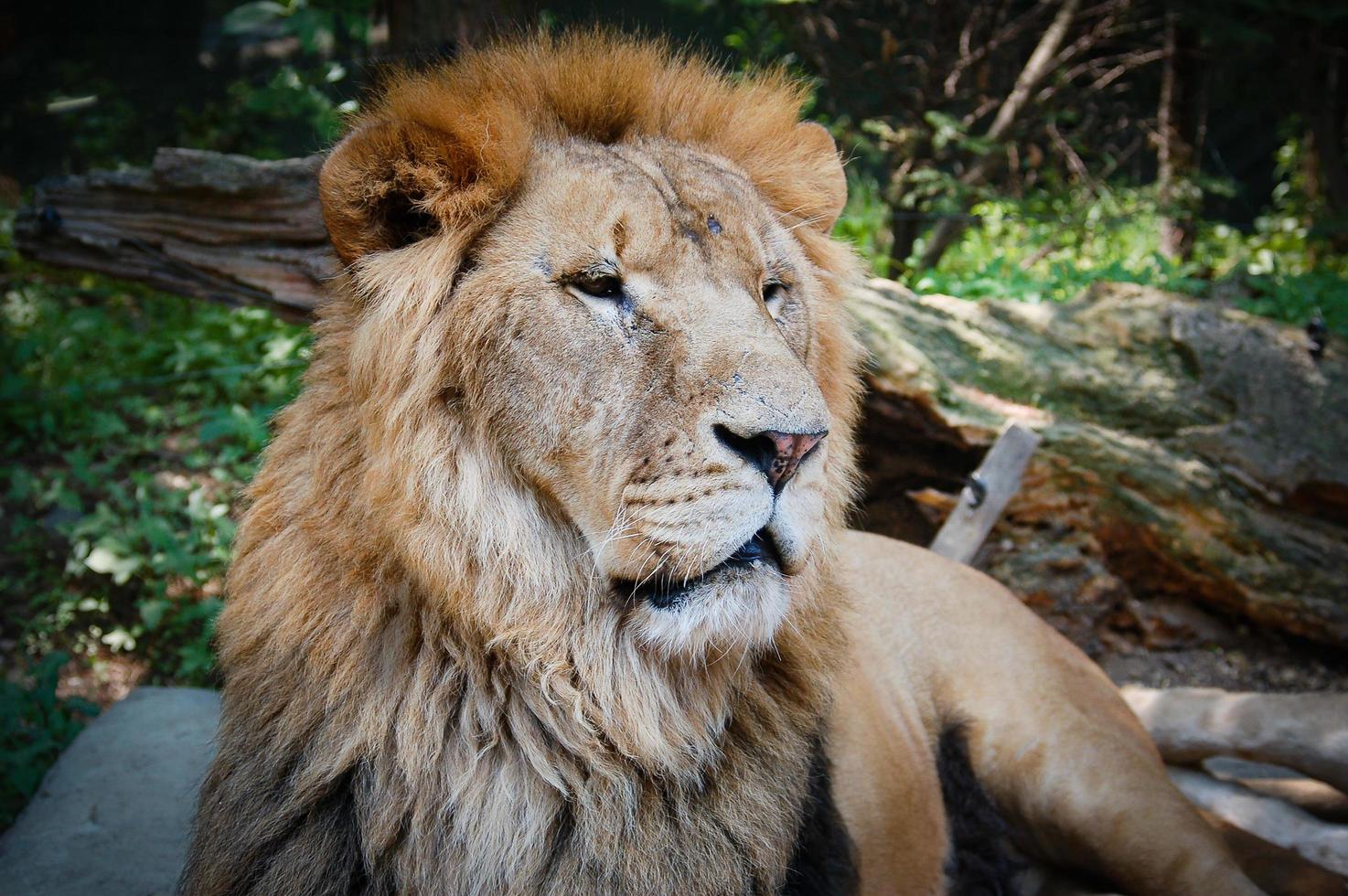 Old Lion Resting photo