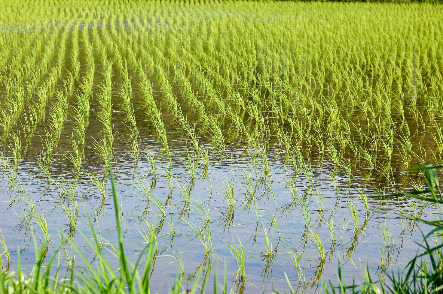 campo de arroz japonés foto