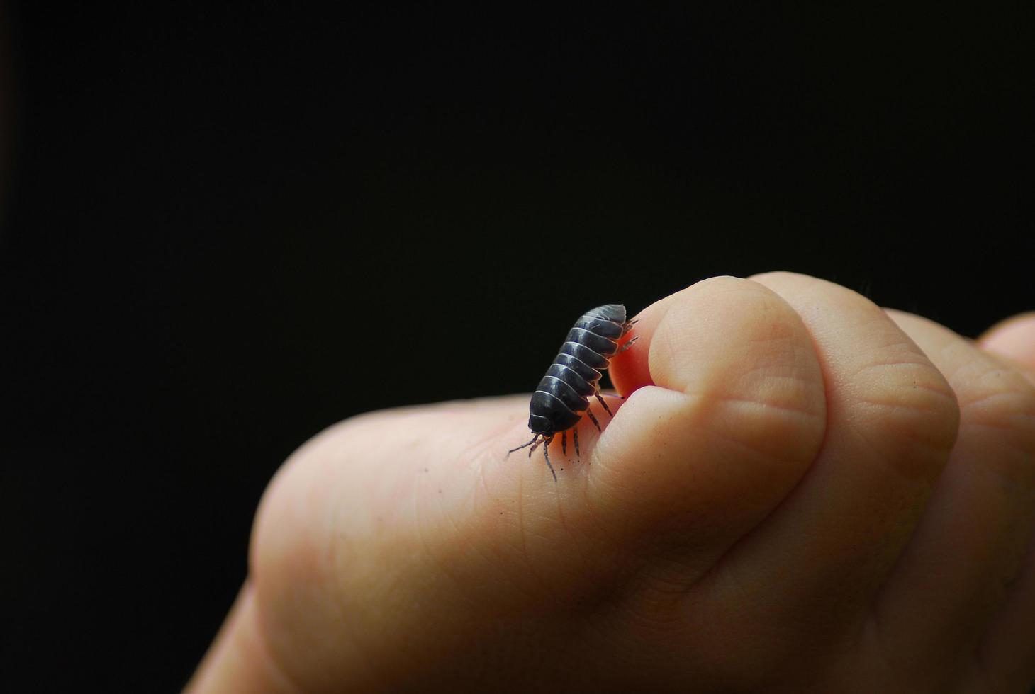 insecto de la píldora en la mano de los niños foto