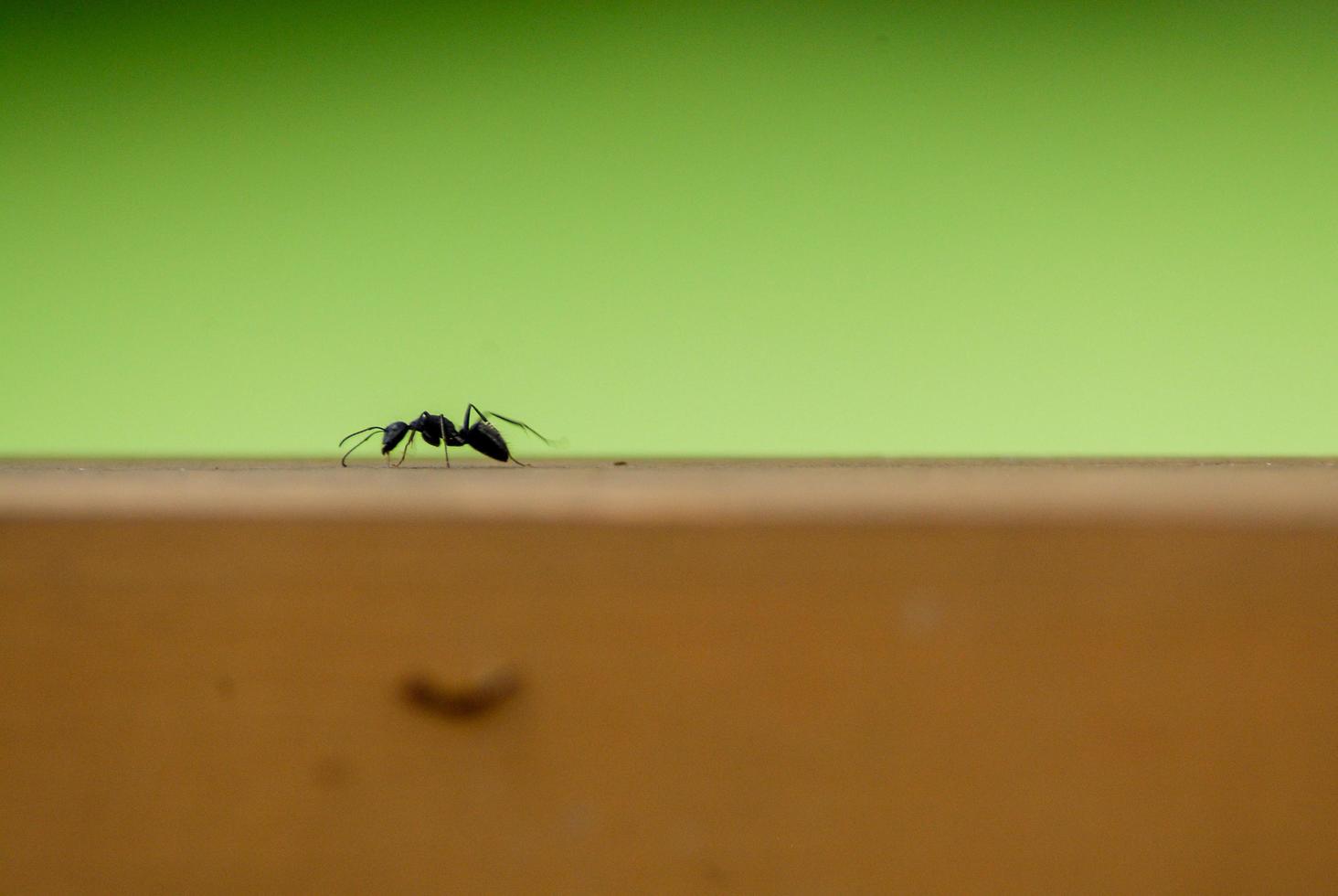 Ant on Green And Brown Background photo