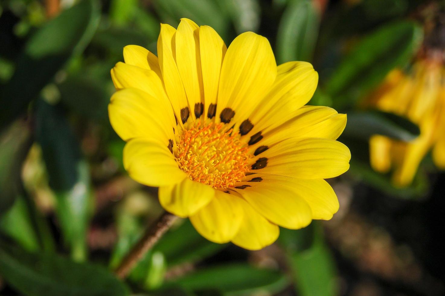 Gazania Ringens Talent Orange Flower photo