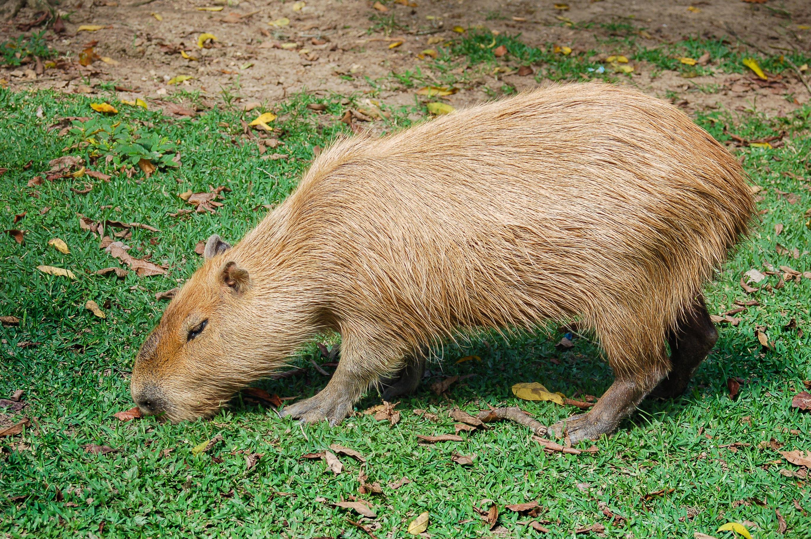 Capybara Walking And Eating Grass 9578914 Stock Photo At Vecteezy capybara-walking-and-eating-grass-9578914-stock-photo-at-vecteezy