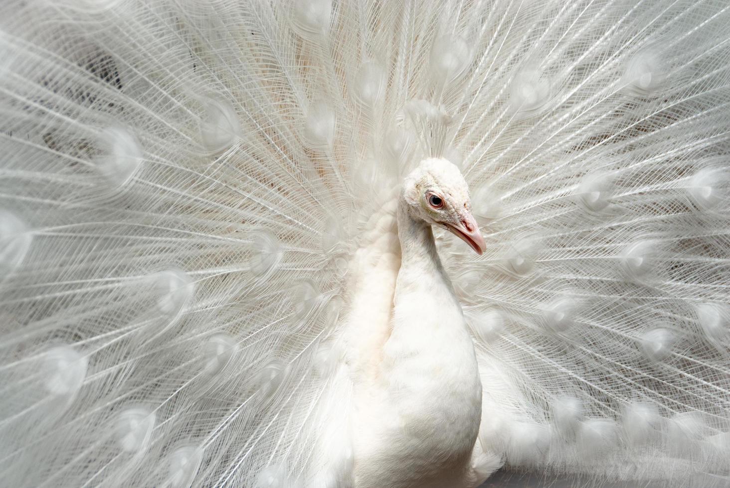 White Peacock Opening Feather photo