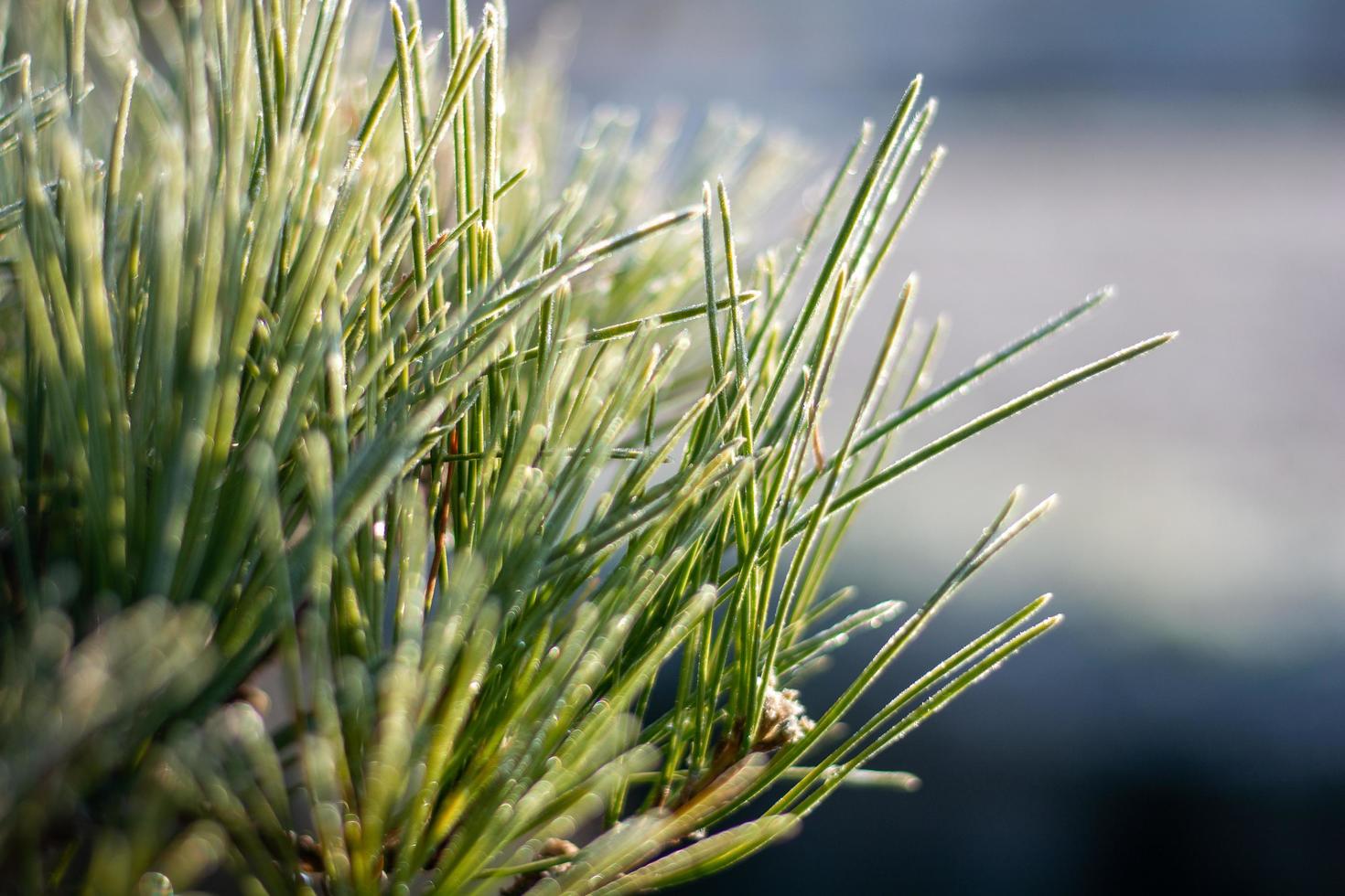 Winter Frosted Pine photo