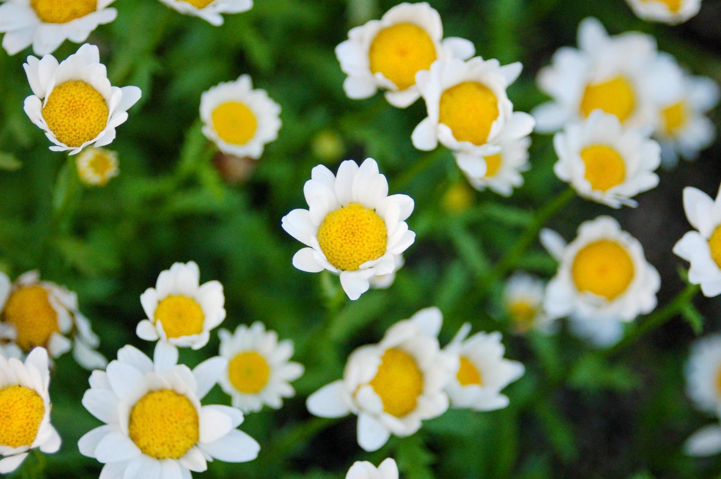 White Marguerite Daisy Flower On Green Background photo