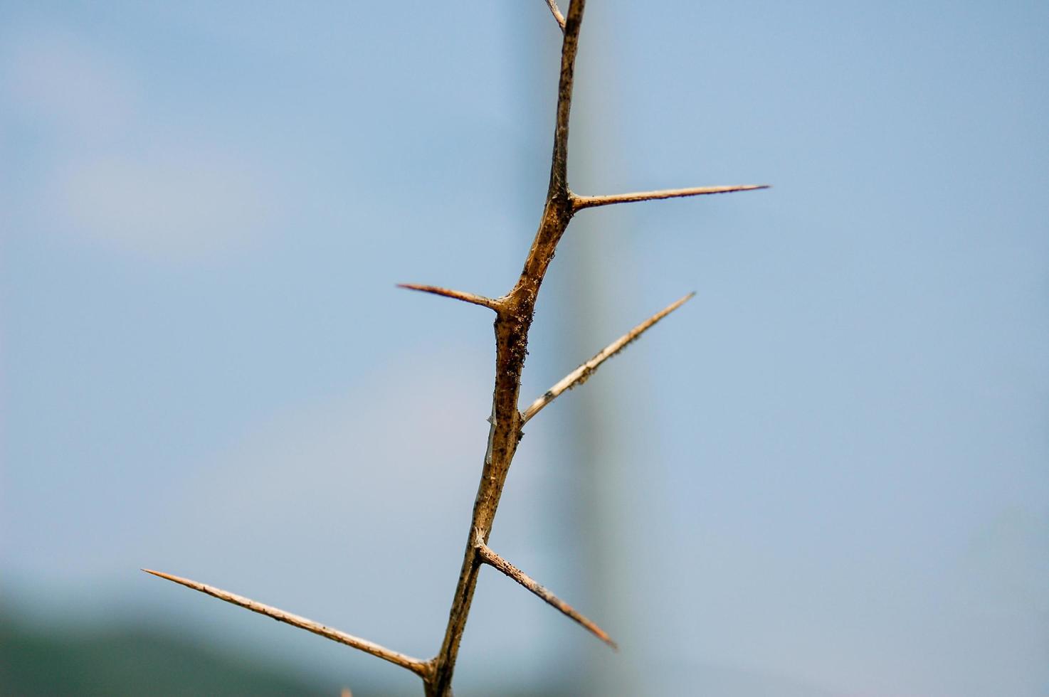 rama de acacia con espinas foto