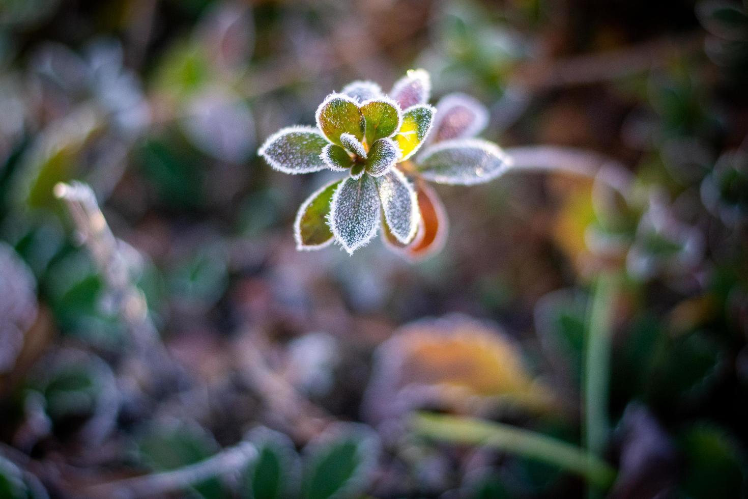 Winter Frosted Plant photo