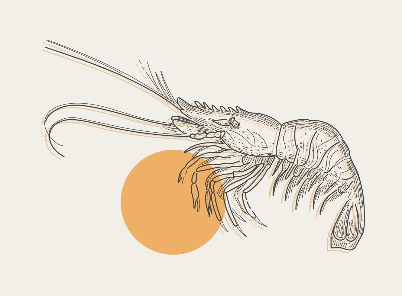Shrimp. Seafood. Retro style engraving for fish restaurant menus, for food packaging. Vector linear vintage illustration.