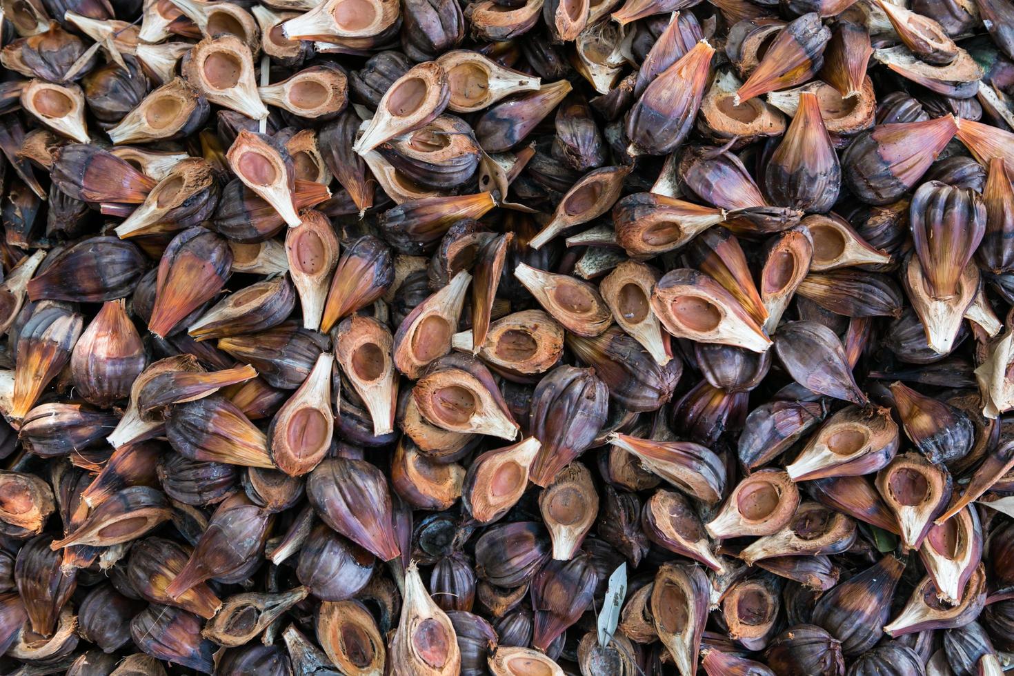 nypa palm fruit in Thailand photo