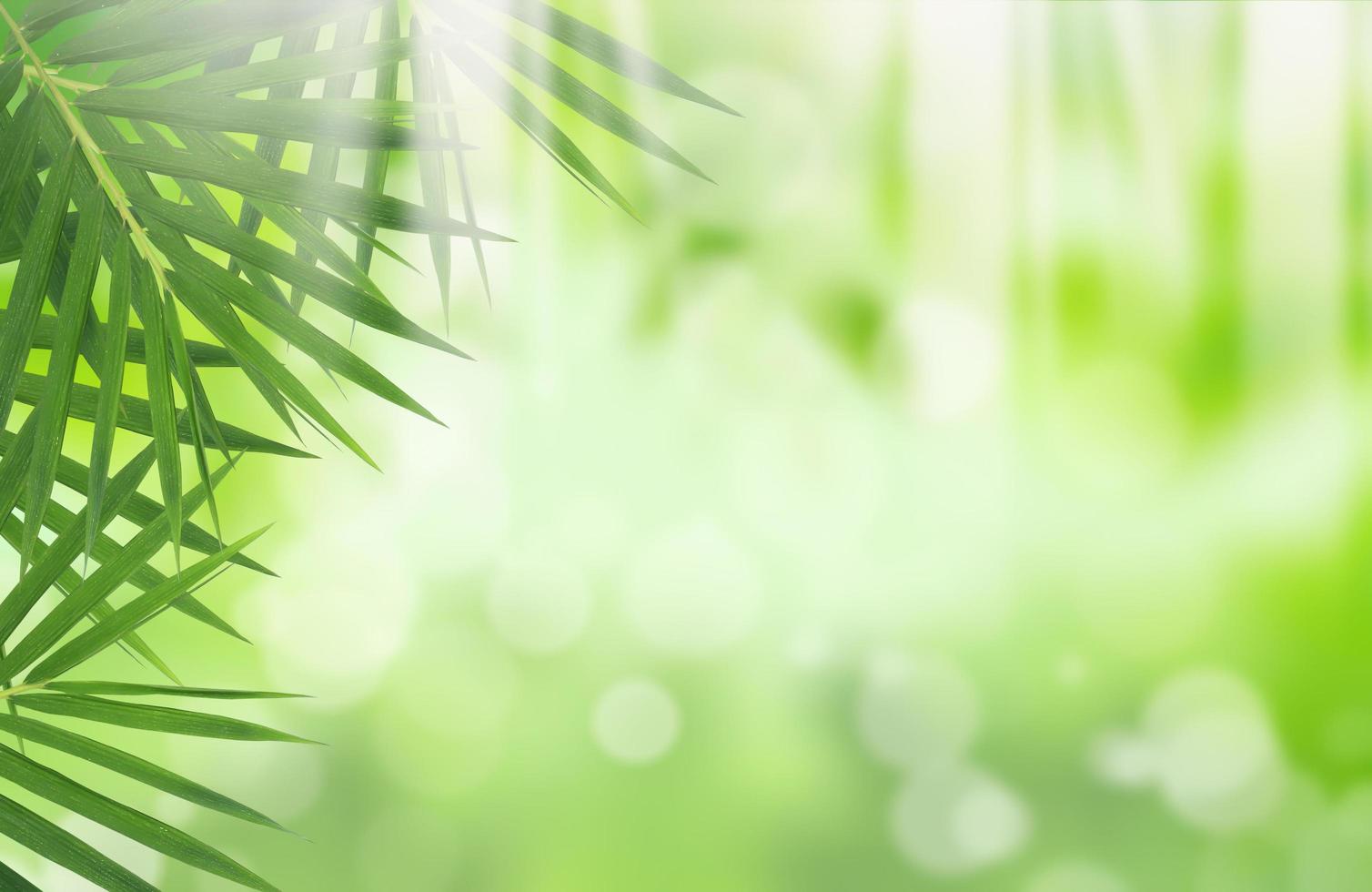 Green bamboo leaves over abstract blurred background photo