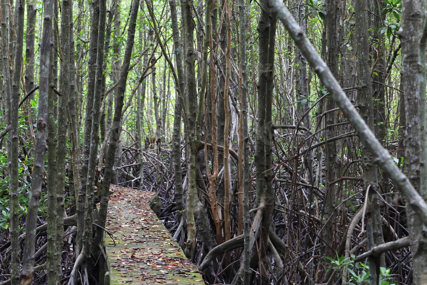 Wood path way among the Mangrove forest, photo