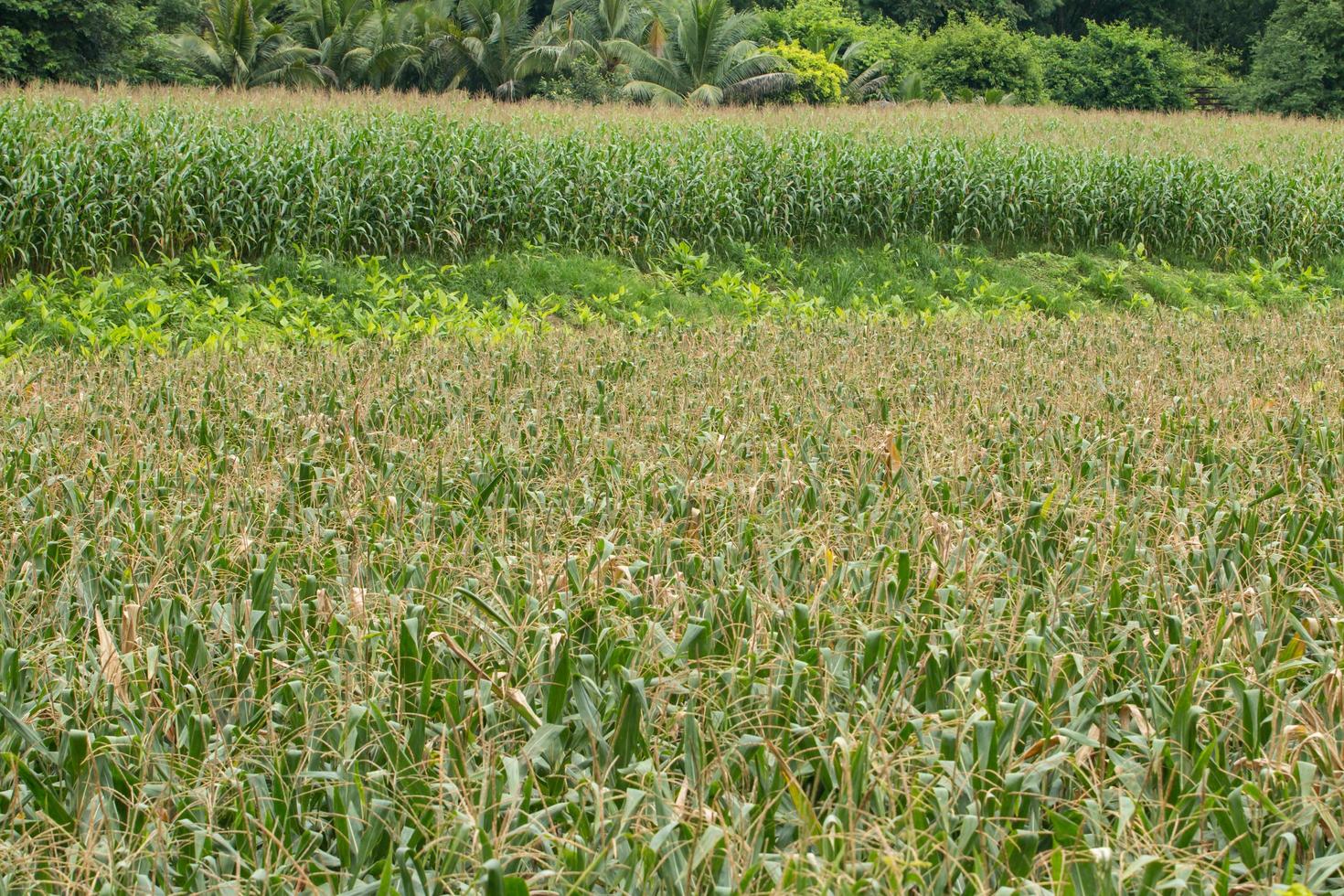 Green field of corn growing up photo