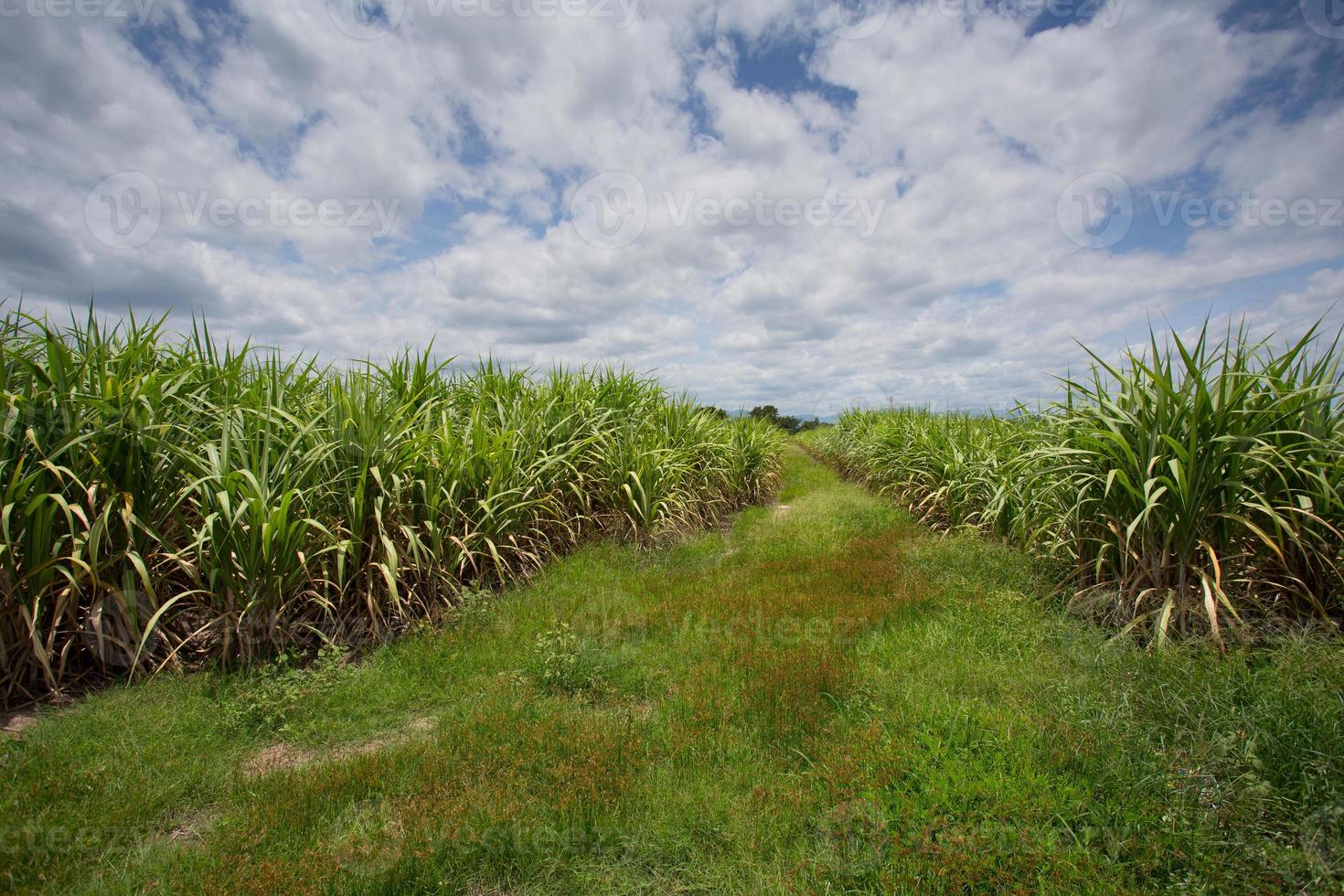 Landscape of sugar cane plantation photo