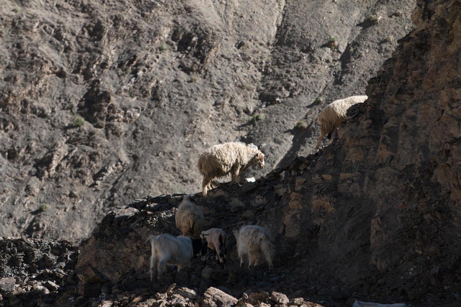 cabras en la roca en moon land lamayuru ladakh, india foto