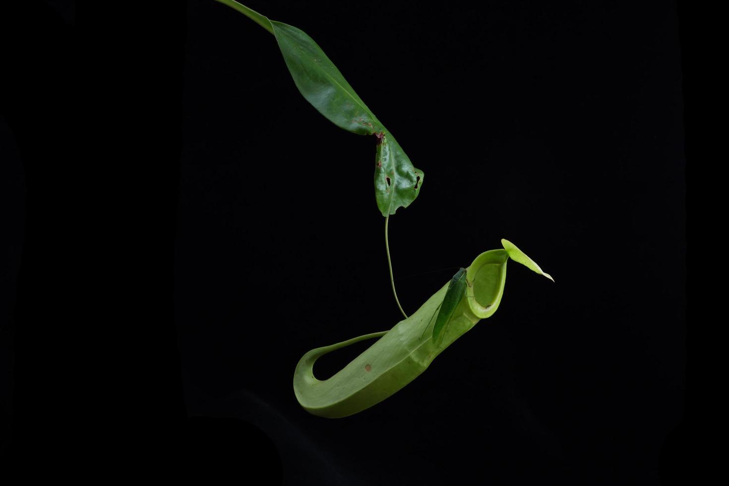 tazas de mono - nepenthes sp. foto