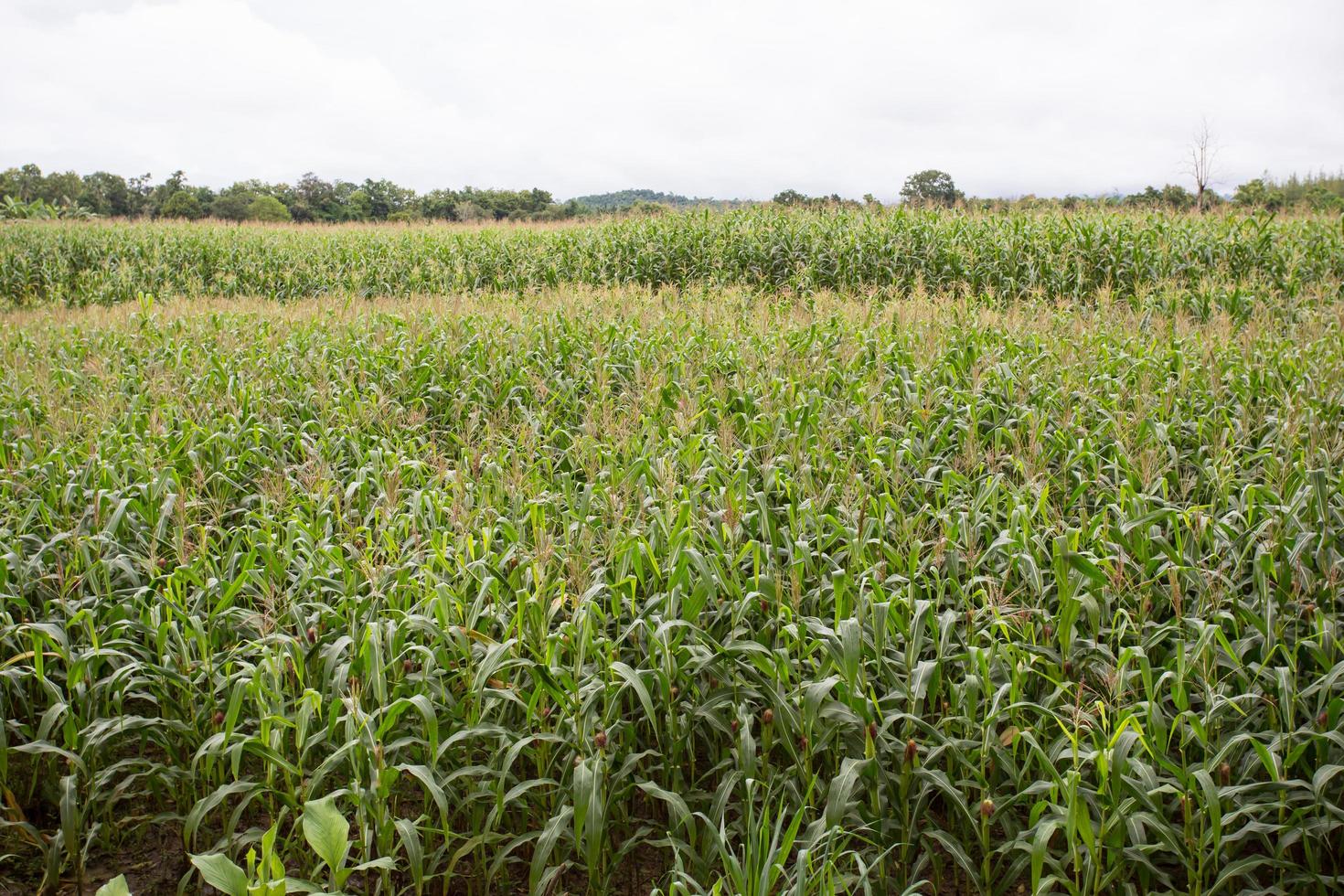 Green field of corn growing up photo