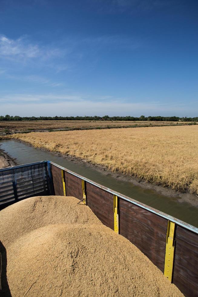 farmer harvesting rice in paddy field photo