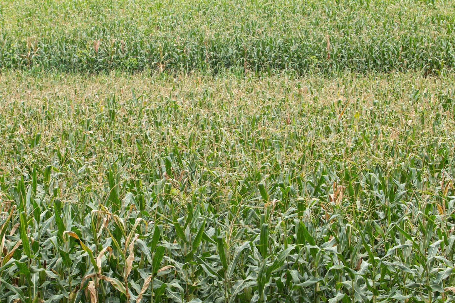 Green field of corn growing up photo