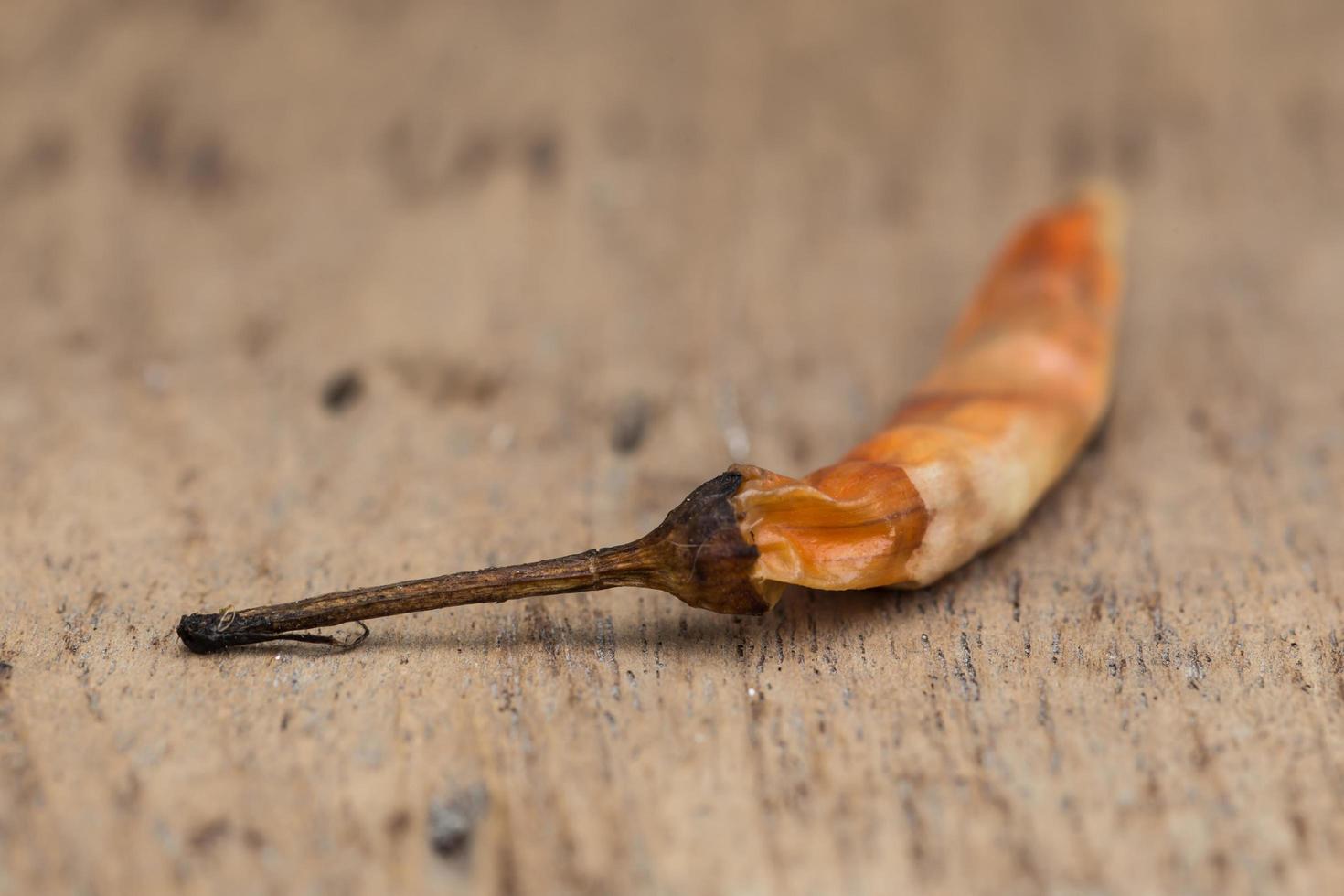 Closeup of the dried chili on the wood photo