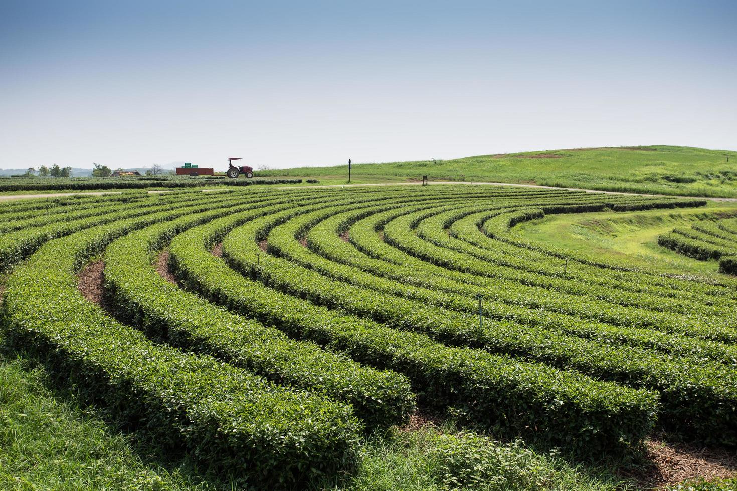 green tea plantations in mountain photo