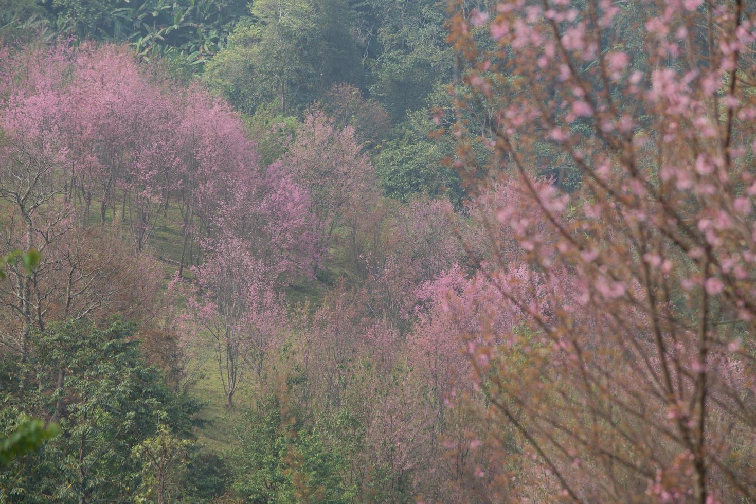 Wild Himalayan Cherry at Thailand photo